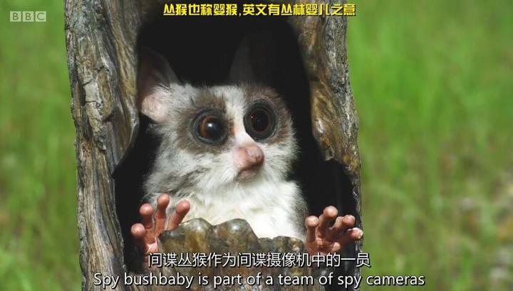 去英雄化灵植园丁